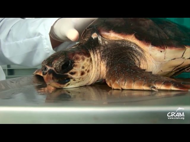 Fundación CRAM - Cuidado de las tortugas en recuperación
