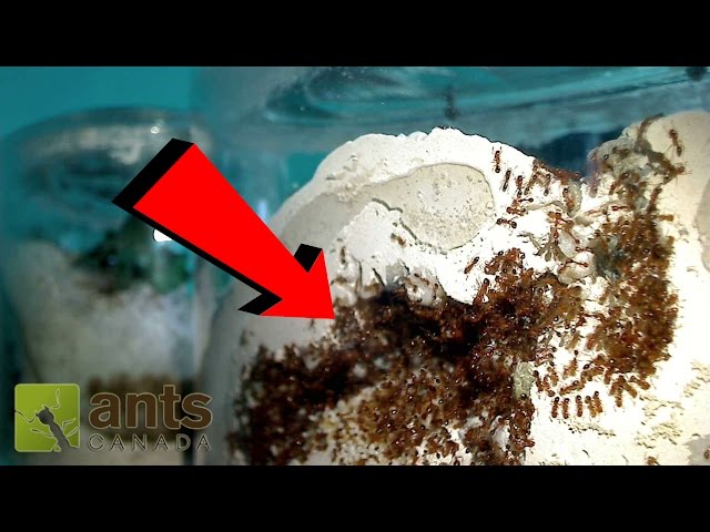 Fire Ant Update: OMG! WHAT IS THAT?!