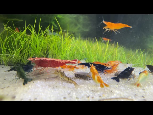 Relaxing Shrimp Tank Live Neocaridina Skittle Colony | Cherry Shrimp Aquarium Ambience