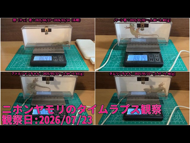 【Diary】 2026年07月23日 ニホンヤモリをRPi-Cam-Web-Interfaceを用いてTimelapse観察