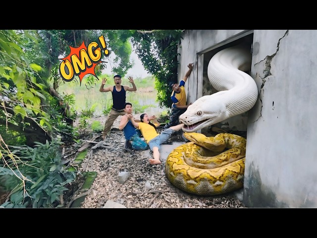 Brave Experts Rescue Girl from Two Giant Mutant Pythons in Abandoned House