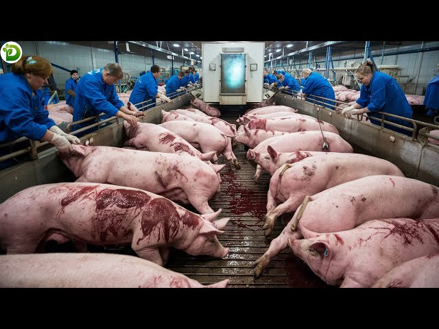 From Pigs to Pork - How Does Russia's Most Modern Pork Processing Plant Work?