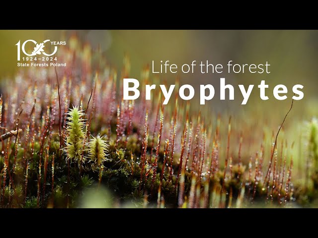 Life of the forest. Bryophytes