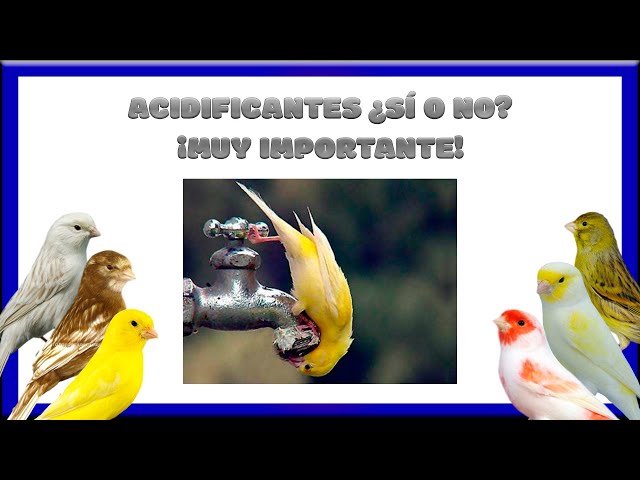 ACIDIFICANTES ¿SÍ O NO?💯 ¡MUY IMPORTANTE!🐥