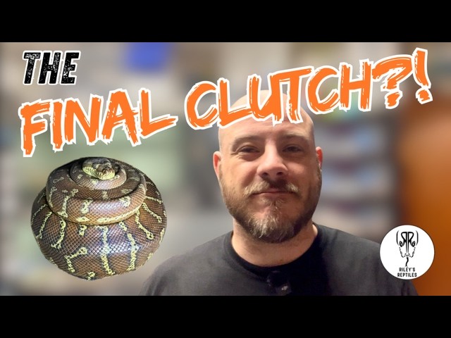 Last Clutch of the Season?! Clutch #17 & Second Bredli Clutch!