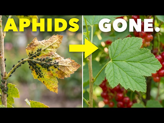 The Clever Way Smart Gardeners Eliminate Aphids
