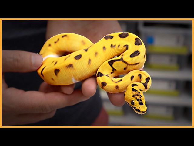 You CAN'T miss these new ball python hatchlings!
