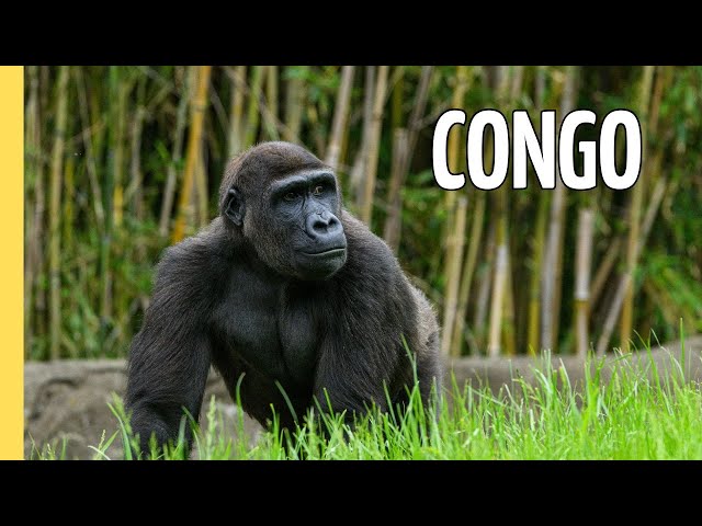 Congo - Deep and Dangerous | Full Episode