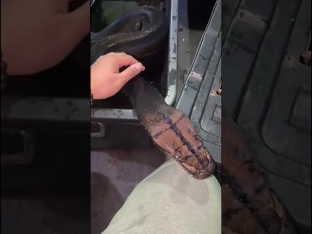 Female Golden Child Retic Ni Doc Trick.