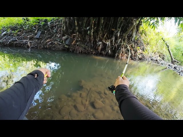 FISH NEST UNDER THE BAMBOO TREE‼️Fastest Wader Fishing In Their Nest‼️