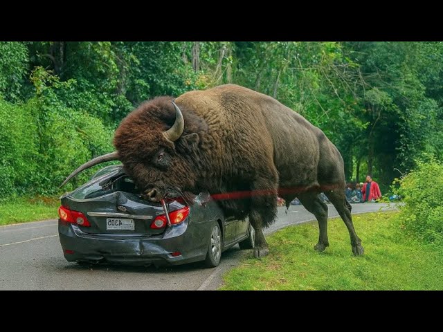 50 Incredible Animal Moments Caught on Camera | Wild & Funny Animal Compilation