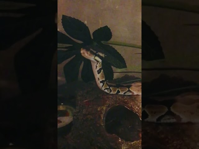 Staring contest with ball python