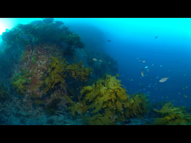 Kelp on rock wall (360 3D 8K) | Insta360 Pro 2 | Mantis Sub housing