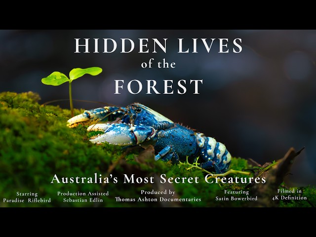Hidden Lives of Australia's Forests | 4K Nature Documentary
