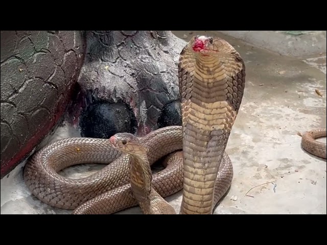 Giant Python Rescue in the Forest, Brave Man Rescues a Trapped Snake