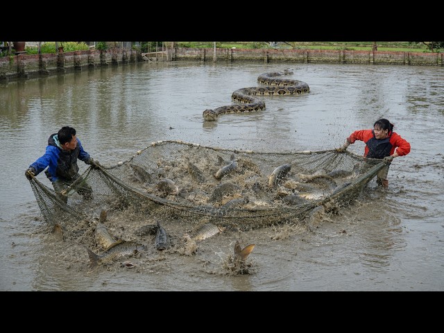 72 Hours No Escape: Giant Python Invades Catfish Pond While Farmers Fight To Save The Farm!