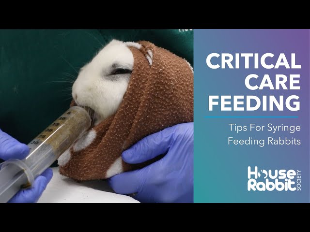 Critical Care Feeding A Pet Rabbit