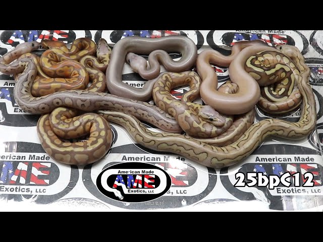 25bpC12 fm Butter Sterling Het Clown Gstripe x m CLown Het Gstripe Enchi Banana Pastel