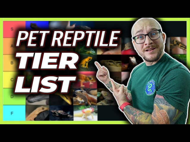 Ranking Pet Reptiles from Best to WORST! Tier List