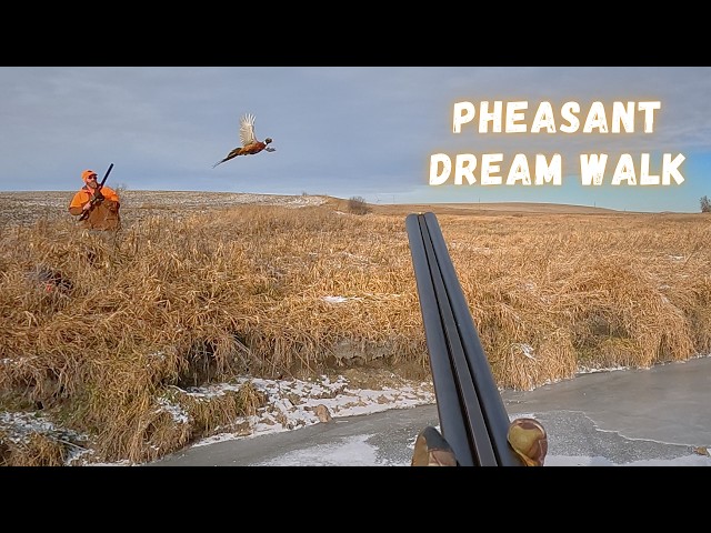 CRAZY Pheasant Hunt!! Birds Everywhere! (Limits)