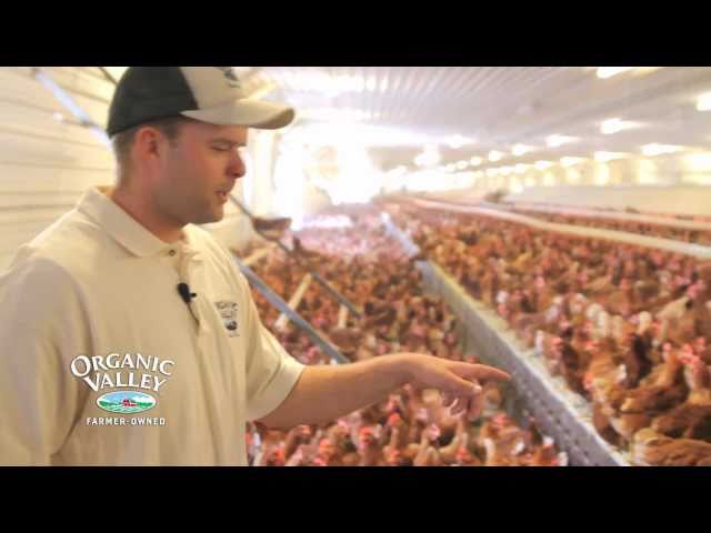 Organic Chicken Coop Tour of Wangsness Family Farm
