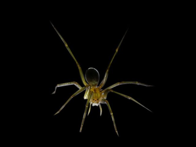 Recluse spider