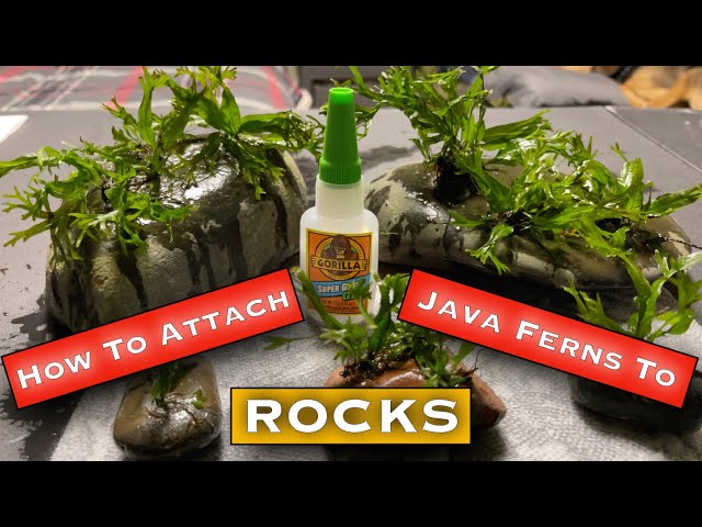 How to Attach Java Fern To Rocks! [The BEST Way!!!]
