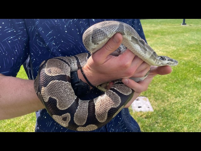 Unlocking Human Disease Treatments from Python's Extreme Biology
