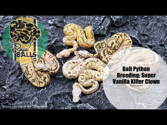 Breeding Ball Pythons; Super Vanilla Killer Clown