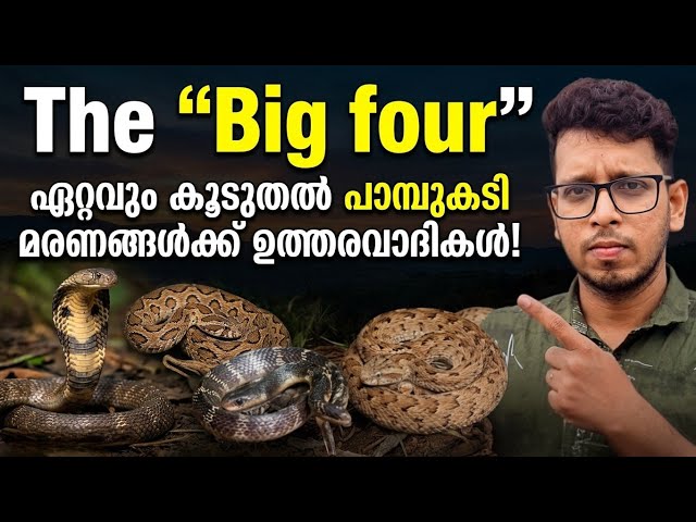 'Big Four' venomous snakes | The Big Four Snakes in India | FaunalyzeMalayalam