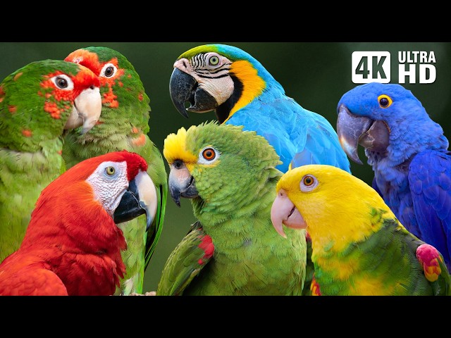 Parrots of Amazon Rainforest | Relaxing Sounds for Stress Relief | Colorful & Breathtaking Nature