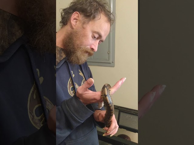 proper handling of your ball python