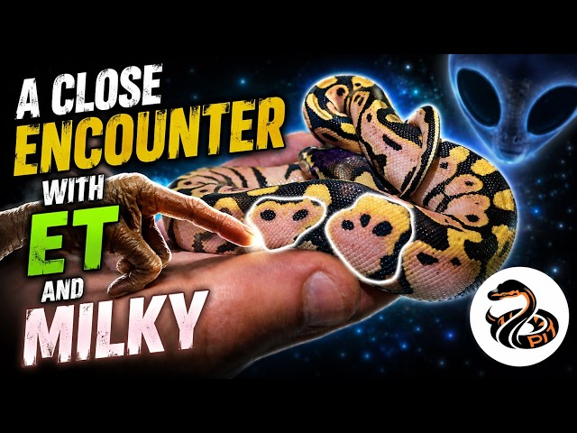 A CLOSE ENCOUNTER WITH THE ET AND MILKY BALL PYTHON GENES DISCOVERED BY MILLZ FROM THE REPTILE PIT