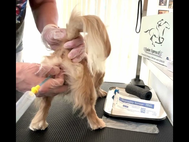 Artificial Insemination of a Dog  from a Chilled Semen Sample. Video 2 of 2