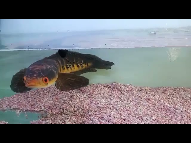 UNTUK DIJUAL : CHANNA MARULIOIDES MALAYSIA PALING TOP. TOMAN BUNGA RANTAU ABANG | CHANNA MALAYSIA