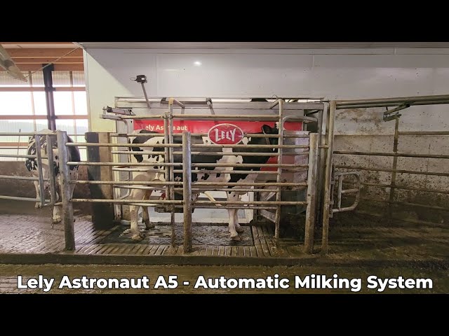 Lely Astronaut A5 in Action – Robotic Milking from Start to Finish