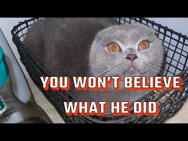 THE MOST DRAMATIC CAT IN THE WORLD!
