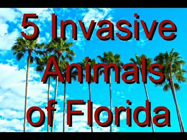 5 Invasive Animals of Florida