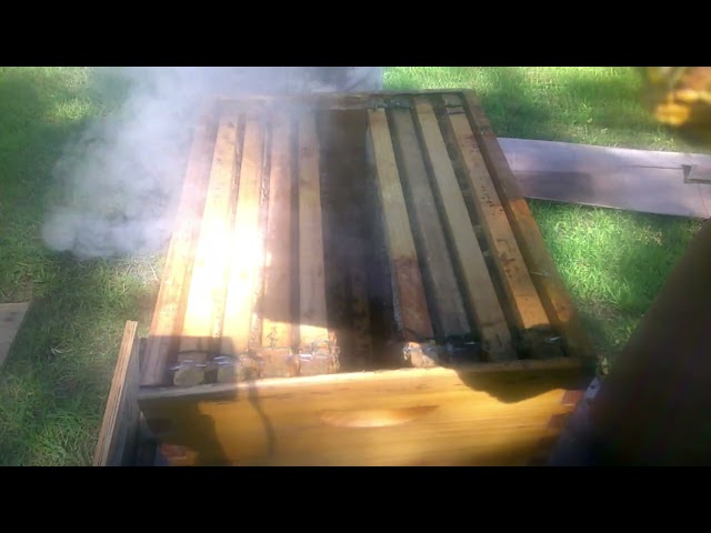 Summer Inspection|Importance Of Feeding|Week 12 #beekeeping101#honeybeest#honey#beehive#workerbee