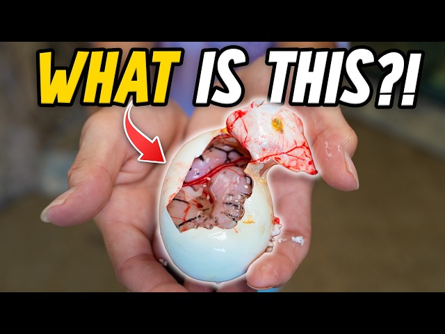 Did We Just Hatch a World's First Snake?!