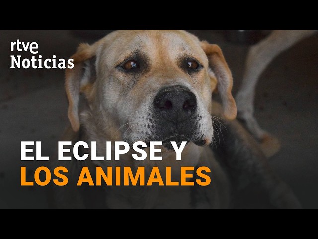 How do animals react to a solar eclipse? | RTVE News