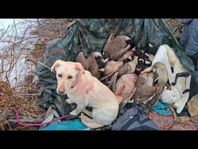 Goose hunting at Scow John Lakes in White Mountain, Alaska. 18 geese, 1 swan, 1 mallard, 1 widgeon