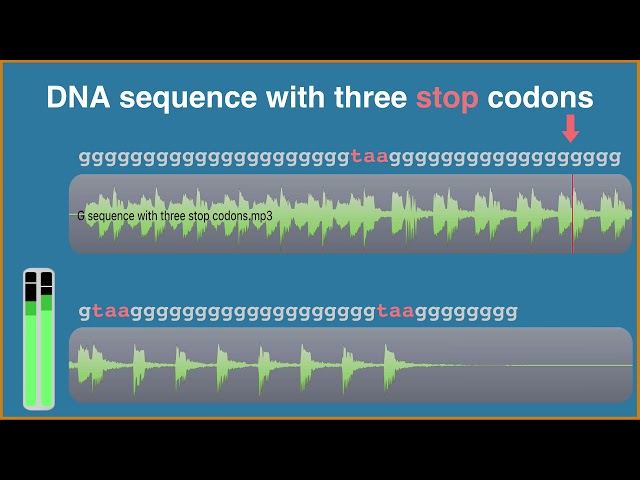 An auditory display tool for DNA sequence analysis 01