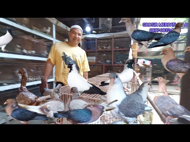 Looking for Quality Imported Fancy Pigeons? 🕊️ Beautiful & Exclusive Options Are Here – Wholesale...