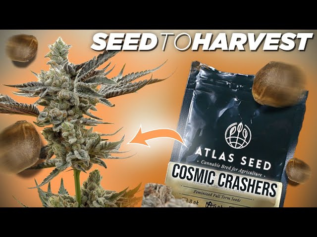 How to Germinate Seeds EASILY: Float Tech | Seed to Harvest