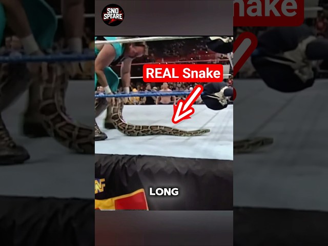 Big python snake 🐍 in ring #wwe #royalrumble
