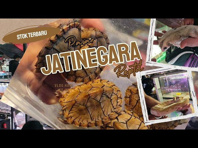 NEW STOCK AT JATINEGARA ORNAMENTAL FISH MARKET || TURTLES, BALL PYTHONS, SUGAR GLIDERS, AND MORE