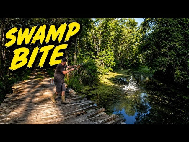 This hidden swamp bridge was LOADED with bluegill and shellcracker!