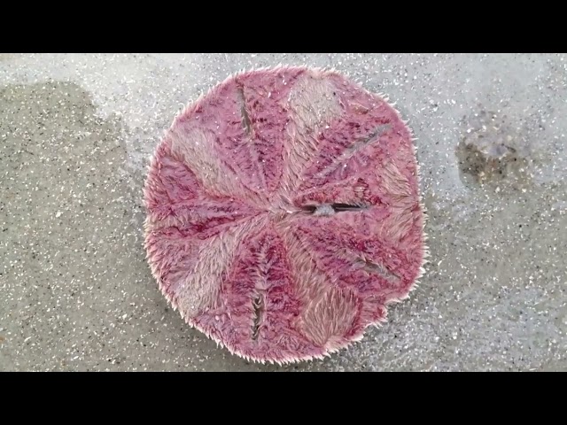 INVERTEBRADOS MARINOS: EQUINODERMOS (FILO ECHINODERMATA)
