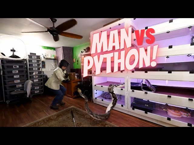 Man's fight with a very large ball python (snake)